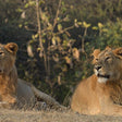 Immersive Private Lion Safari in the Gir National Park in Gujarat