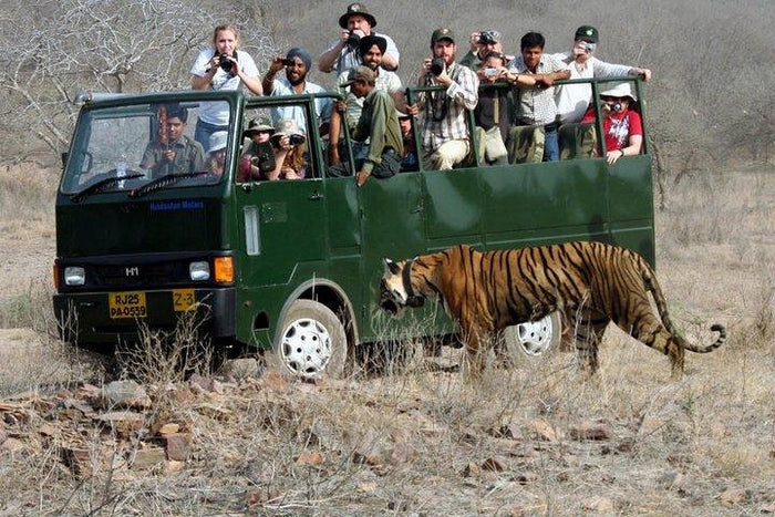 Canter safari