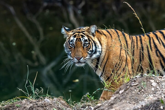 Tiger Sighting at Ran