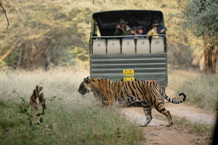 Canter Safari