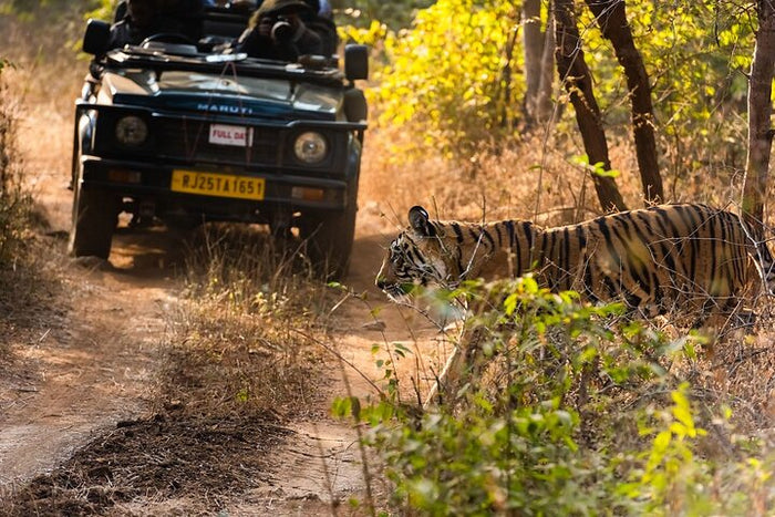 Jeep Safari