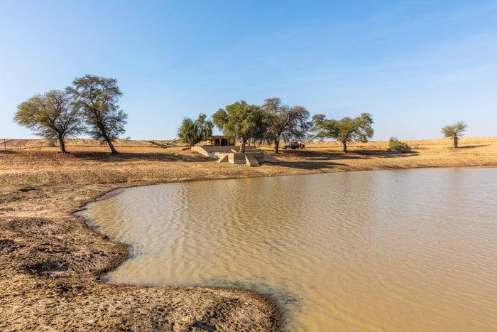 Half-Day Camel Safari in Jaisalmer