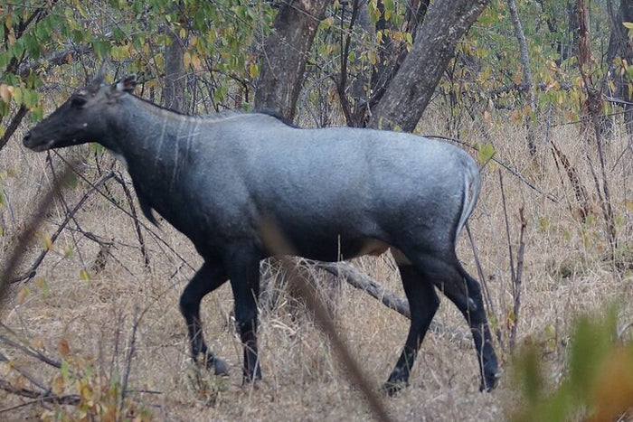Nilgai