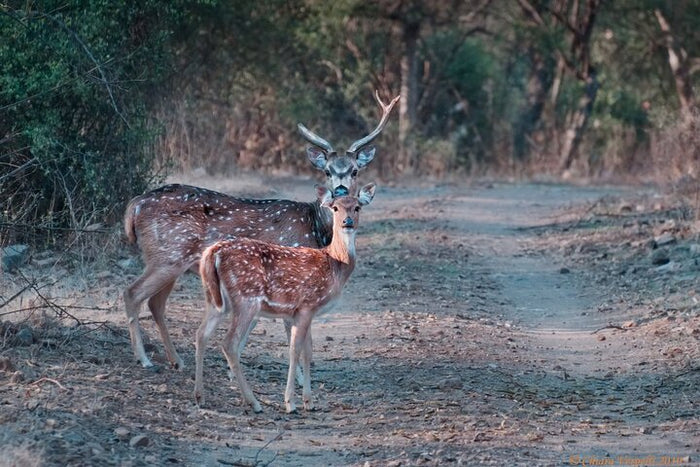 Deer
