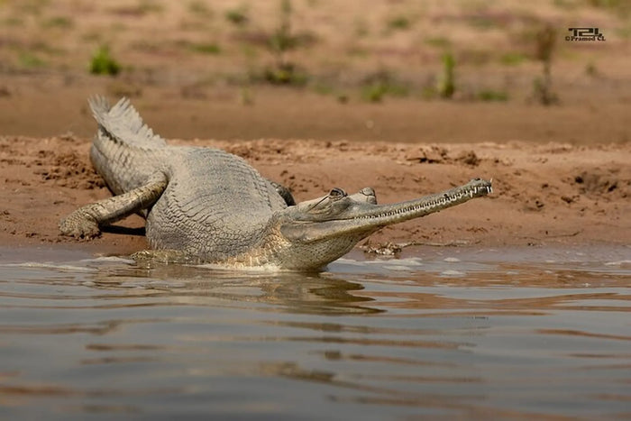 Chambal Safari Adventure for One