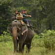 Elephant Safari Experience for One in Gorumara National Park