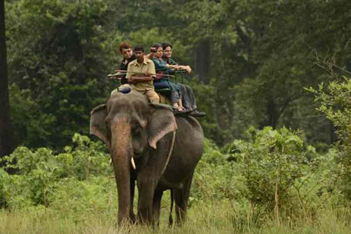 Elephant Safari Experience for One in Gorumara National Park