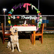 Date & Dine With Dogs