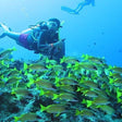 Curated Try Scuba Diving In Havlock