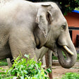 Unforgettable Taj Mahal with Wildlife SOS Elephant Conservation and Care Center