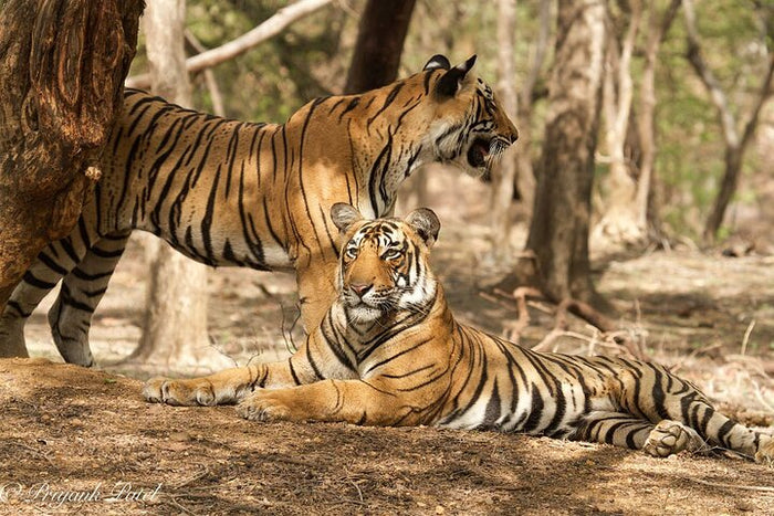 Tigers