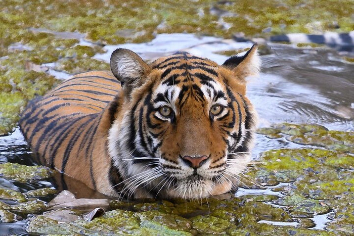 Tiger Sighting at Ran