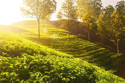 Immersive Mesmerizing Munnar: A Journey Through Paradise
