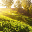 Immersive Mesmerizing Munnar: A Journey Through Paradise