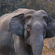 Unforgettable Taj Mahal with Wildlife SOS Elephant Conservation and Care Center