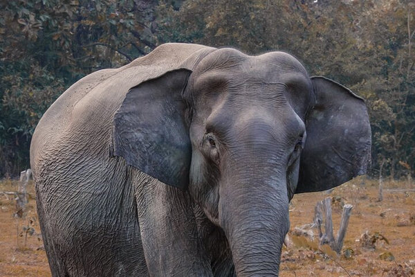 Unforgettable Taj Mahal with Wildlife SOS Elephant Conservation and Care Center