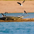 Chambal Safari for One Person in Sawai Madhopur