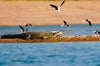 Chambal Safari for One Person in Sawai Madhopur