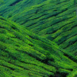 Immersive Mesmerizing Munnar: A Journey Through Paradise
