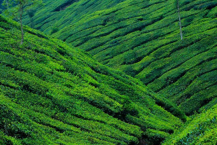 Immersive Mesmerizing Munnar: A Journey Through Paradise