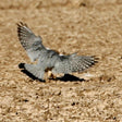 Same Day Trip To National Chambal Sanctuary From Agra With River Safari