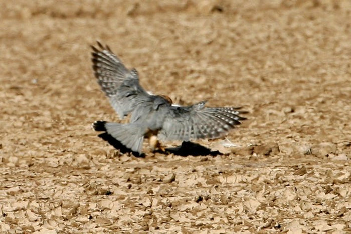 Same Day Trip To National Chambal Sanctuary From Agra With River Safari