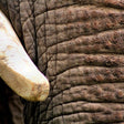 Unforgettable Taj Mahal with Wildlife SOS Elephant Conservation and Care Center