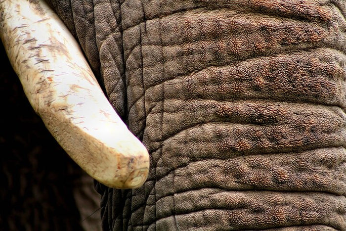 Unforgettable Taj Mahal with Wildlife SOS Elephant Conservation and Care Center