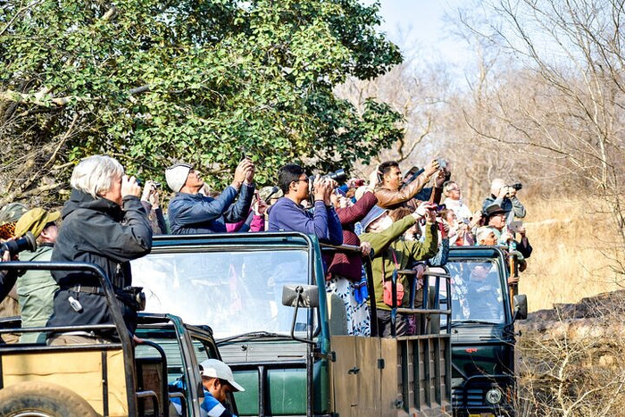 Tourist are taking pic of Tiger in Panna National Park.