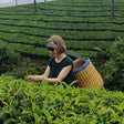 Local Tea Trail and Tea Factory Visit in Munnar