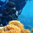 Signature Boat Scuba Diving at Neil Island