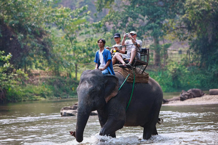 Elephant Safari Experience for One in Gorumara National Park