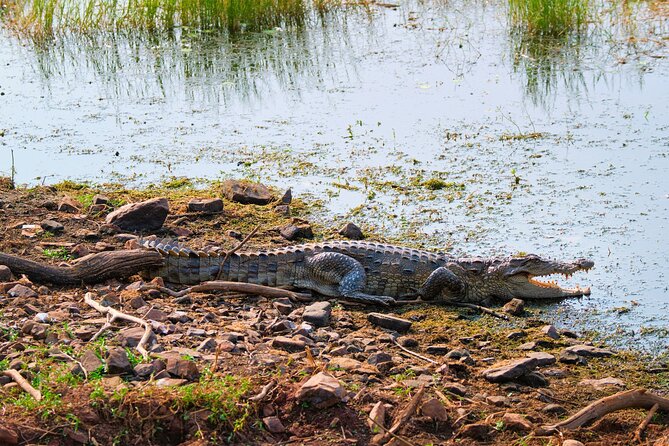 Chambal Safari Adventure for One