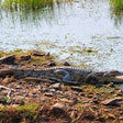 From Ranthambore:National Chambal Alligator Private Trip All Incl