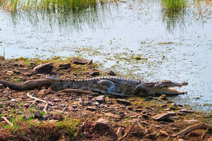 From Ranthambore:National Chambal Alligator Private Trip All Incl