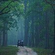 Immersive Private Lion Safari in the Gir National Park in Gujarat