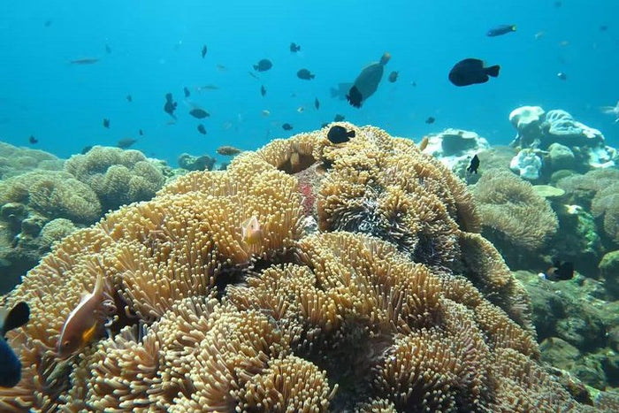 Coral Tulamben