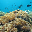 Coral Tulamben