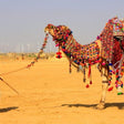 Desert Adventure Gift Box: Thrilling & Scenic Experiences Across Rajasthan’s Golden Sands