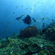 Scuba Diving in Kovalam