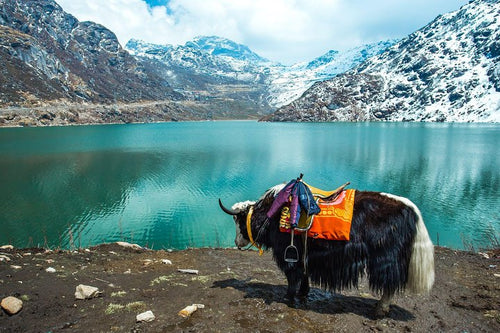 Premium Excursion to North Sikkim Lachen and Lachung 6 Days