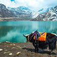 Premium Excursion to North Sikkim Lachen and Lachung 6 Days