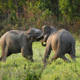 Thrilling Phato Zone Jeep Safari in Jim Corbett National Park