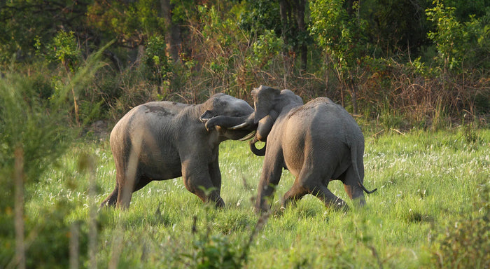 Thrilling Phato Zone Jeep Safari in Jim Corbett National Park