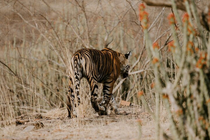 Tiger is walking in Panna National Park.