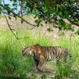 Ranthambore tiger safari tour
