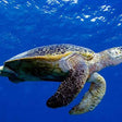 Curated Try Scuba Diving In Havlock