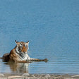 Tiger Safari at Ranthambore