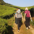 Soft Trek at Munnar