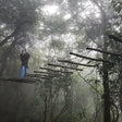 Wobbling Bridge